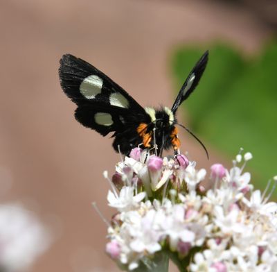 Langston's Forester Moth