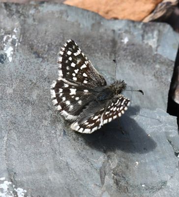 Two-banded Checkered Skipper: Pyrgus ruralis