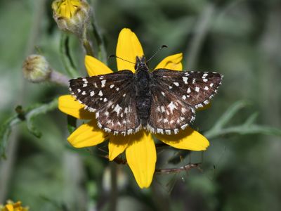 Two-banded Checkered Skipper: Pyrgus ruralis