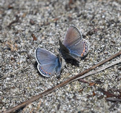 Fuca Acmon Blue: Icaricia acmon fuca
