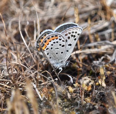 Fuca Acmon Blue: Icaricia acmon fuca