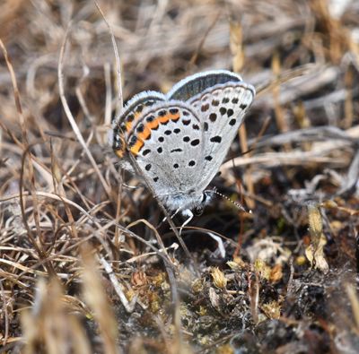 Acmon Blue: Icaricia acmon -Fuca-