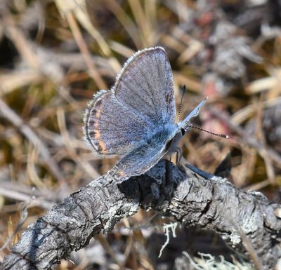 Fuca Acmon Blue: Icaricia acmon fuca