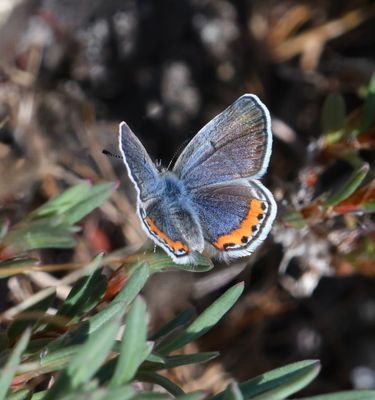 Fuca Acmon Blue: Icaricia acmon fuca