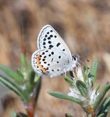 Fuca Acmon Blue: Icaricia acmon fuca