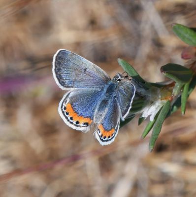 Fuca Acmon Blue: Icaricia acmon fuca