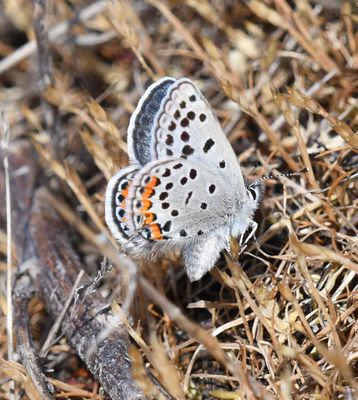 Acmon Blue: Icaricia acmon -Fuca-