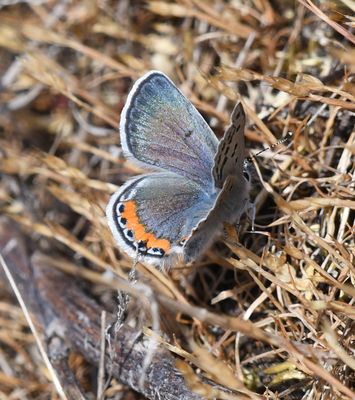 Fuca Acmon Blue: Icaricia acmon fuca