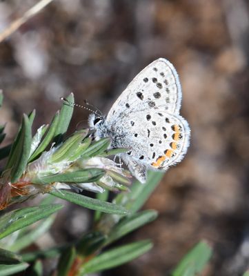 Acmon Blue: Icaricia acmon -Fuca-