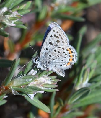 Acmon Blue: Icaricia acmon -Fuca-