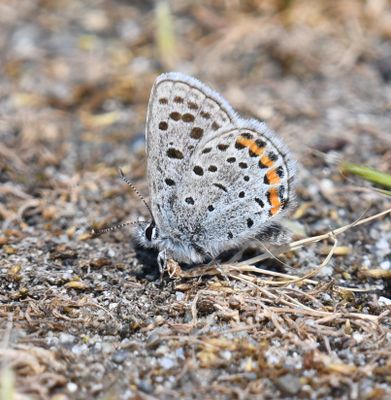 Fuca Acmon Blue: Icaricia acmon fuca