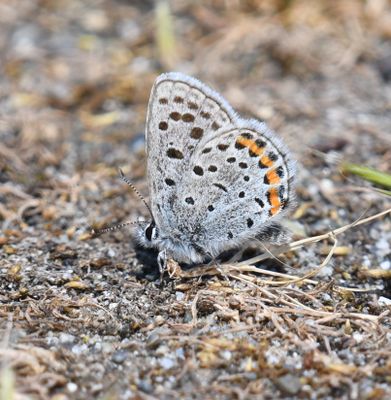 Acmon Blue: Icaricia acmon -Fuca-