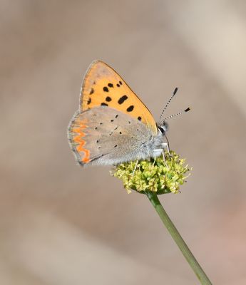 Purplish Copper: Lycaena helloides