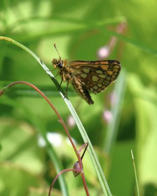 Arctic Skipper: Carterocephalus skada