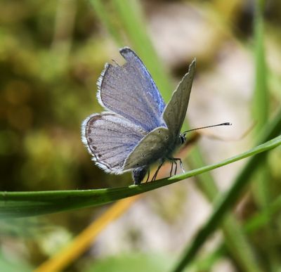 Western Tailed Blue: Cupido amyntula