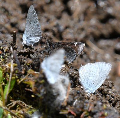 Common Roadside Skipper: Amblyscirtes vialis