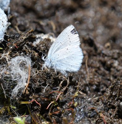 Western Tailed Blue: Cupido amyntula