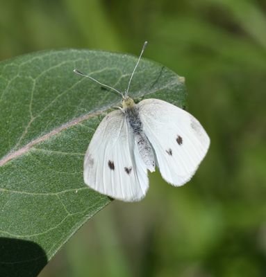 Cabbage White: Pieris rapae