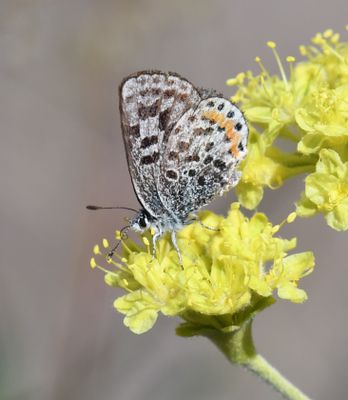 Cascadia Blue: Euphilotes heracleoides