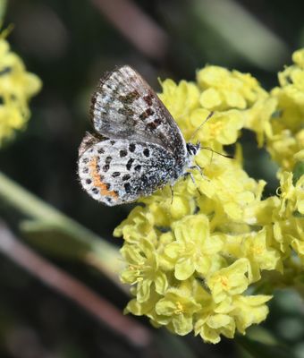 Cascadia Blue: Euphilotes heracleoides