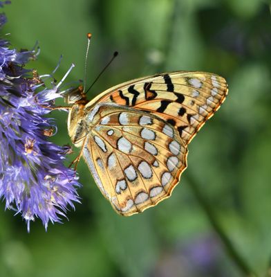 Coronis Fritillary: Speyeria coronis