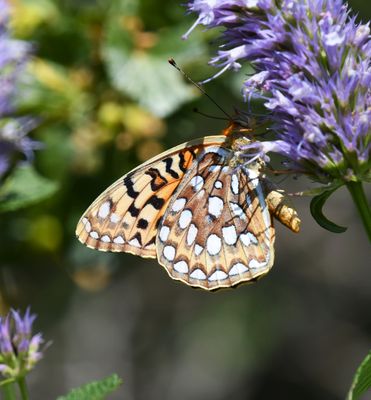 Coronis Fritillary: Speyeria coronis