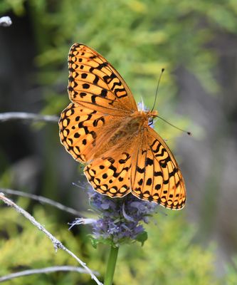 Coronis Fritillary: Speyeria coronis