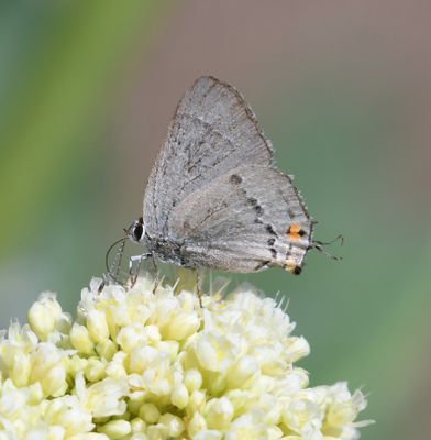Gray Hairstreak: Strymon melinus