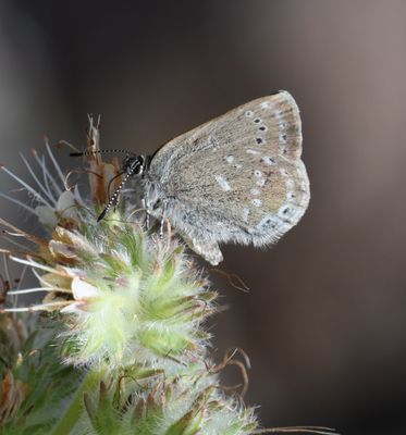 Halfmoon Hairstreak: Satyrium semiluna