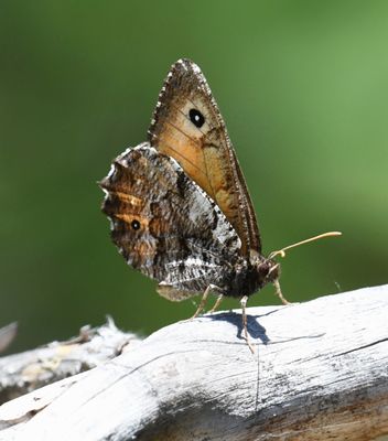 Great Arctic: Oeneis nevadensis