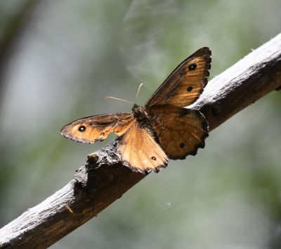 Great Arctic: Oeneis nevadensis