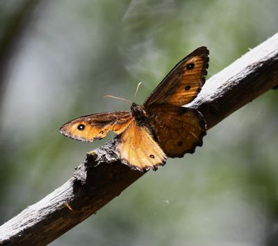 Great Arctic: Oeneis nevadensis