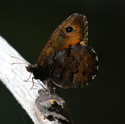 Great Arctic: Oeneis nevadensis