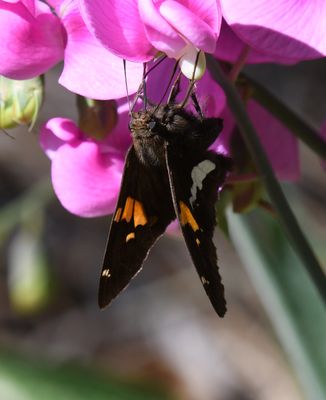 Silver-spotted Skipper: Epargyreus clarus