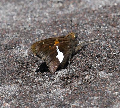 Silver-spotted Skipper: Epargyreus clarus