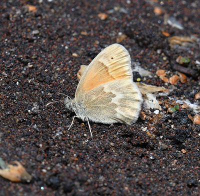 Ochre Ringlet: Coenonympha tullia