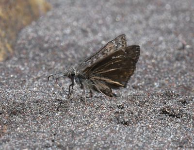 Propertius Duskywing: Erynnis propertius