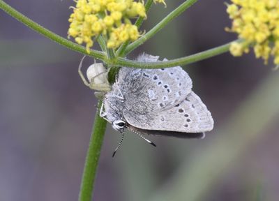 Spider and Halfmoon Hairstreak: Satyrium semiluna