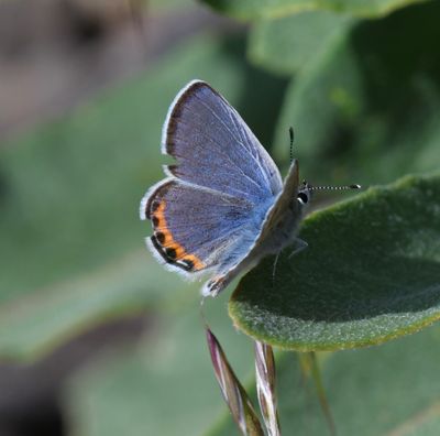 Acmon Blue: Icaricia acmon