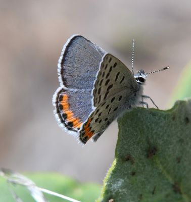 Acmon Blue: Icaricia acmon