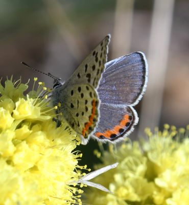 Acmon Blue: Icaricia acmon