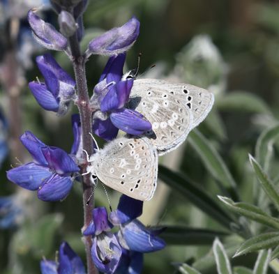 Boisduval's Blue: Icaricia icarioides