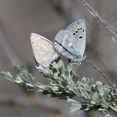 Boisduval's Blue: Icaricia icarioides