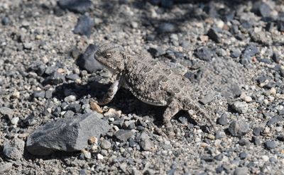 Pygmy Short-horned Lizard