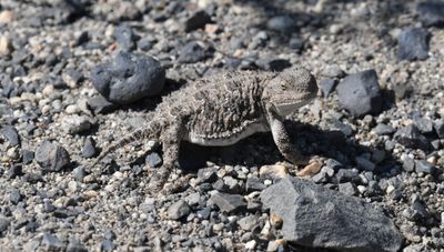Pygmy Short-horned Lizard