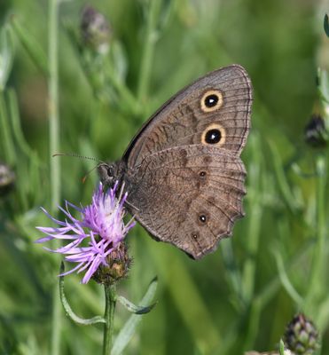 Common Wood Nymph: Cercyonis pegala