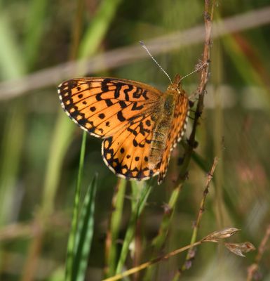 Silver-bordered Fritillary: Boloria myrina