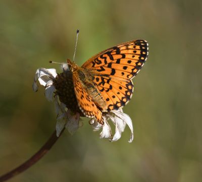Silver-bordered Fritillary: Boloria myrina