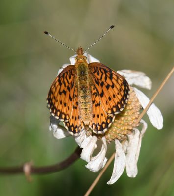 Silver-bordered Fritillary: Boloria selene