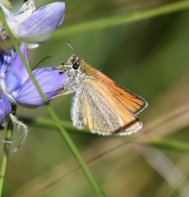 European Skipperling: Thymelicus lineola